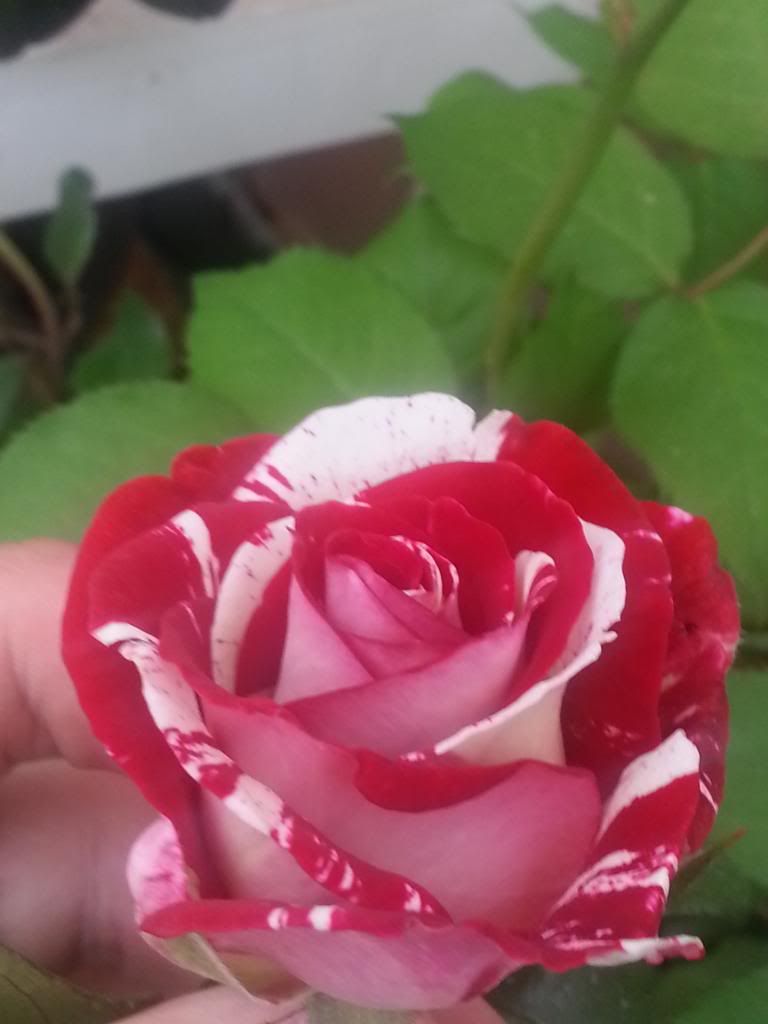 Rock&Roll rose photo 20140329_180327_zpsee72ff07.jpg